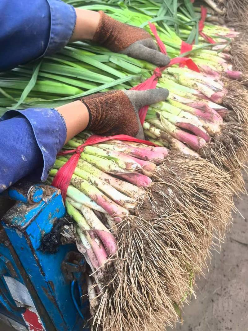 甘肃红跟蒜苗，一手货源，产地直供