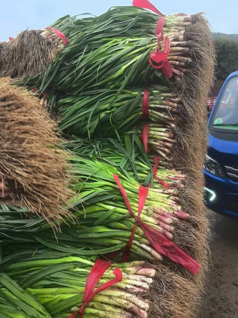 甘肃红跟蒜苗，一手货源，产地直供