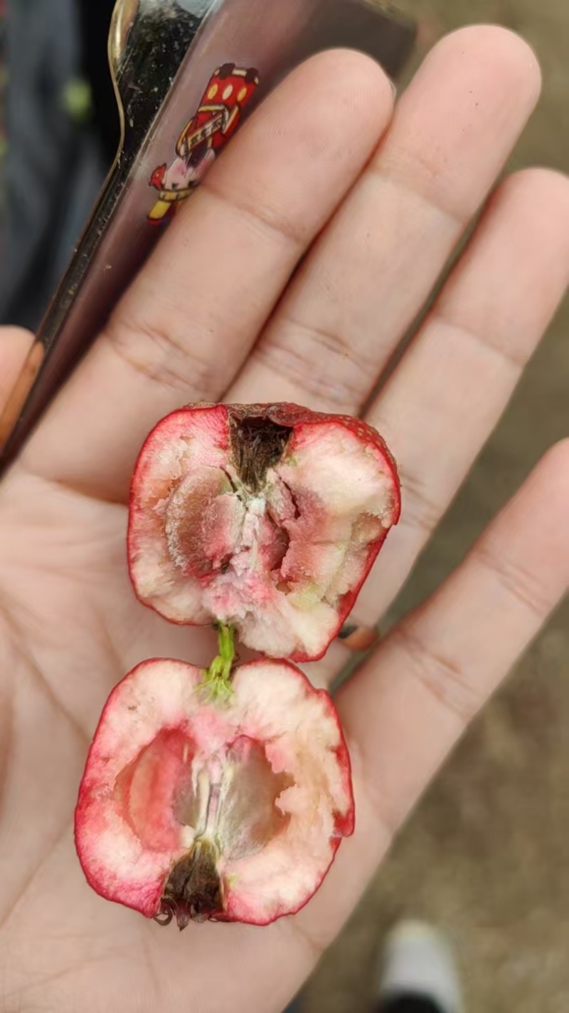 【产地】河北承德秋果铁山楂颜色鲜亮产地现摘一手货源