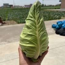 牛心菜