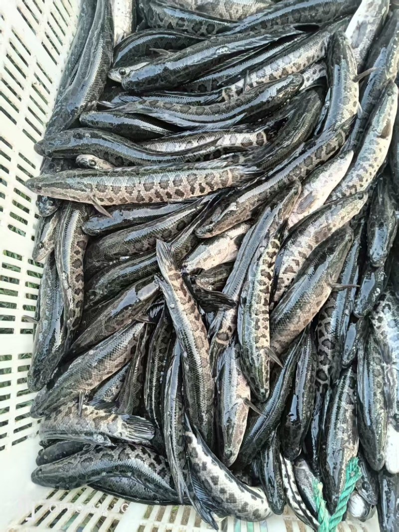 生鱼黑鱼苗正交纯种台弯杂交快大花班
