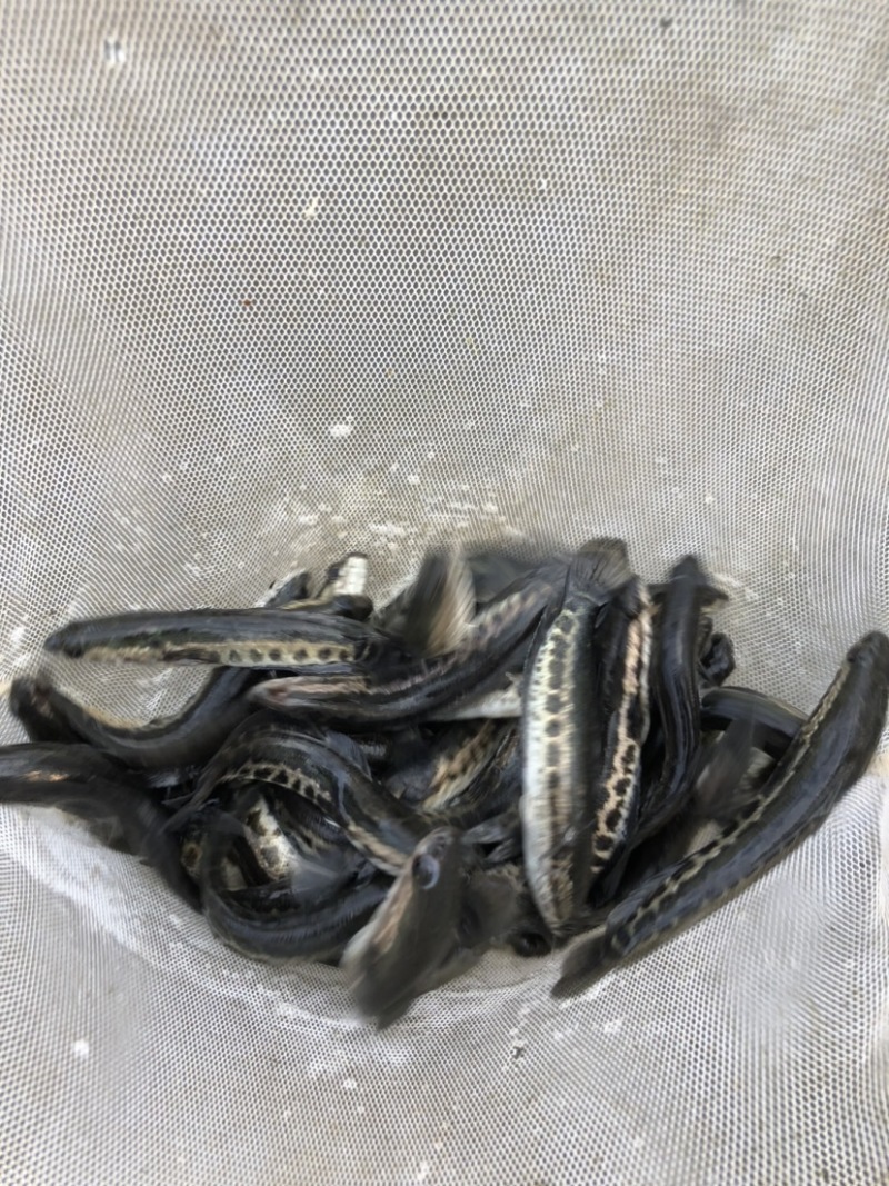 生鱼黑鱼苗正交纯种台弯杂交快大花班