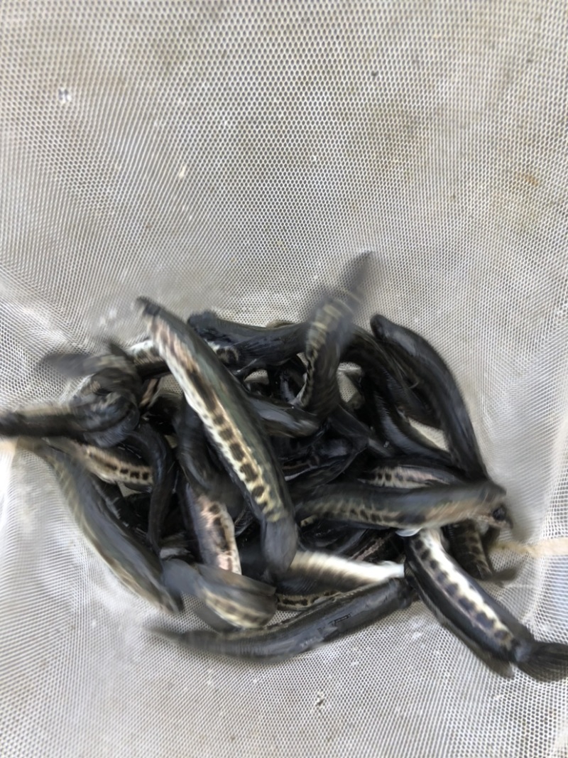 生鱼黑鱼苗正交纯种台弯杂交快大花班