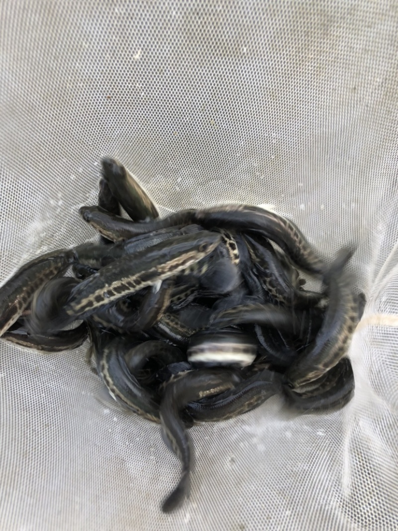 生鱼黑鱼苗正交纯种台弯杂交快大花班