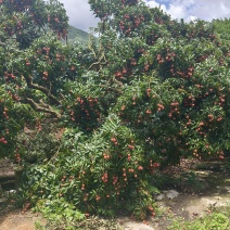 荔枝
