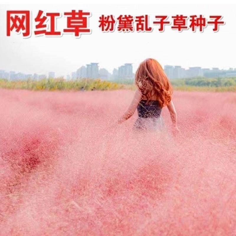 粉黛乱子草植株多年生观赏草毛芒乱子草种子粉米利草