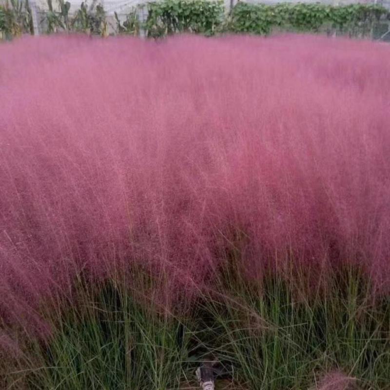 粉黛乱子草植株多年生观赏草毛芒乱子草种子粉米利草
