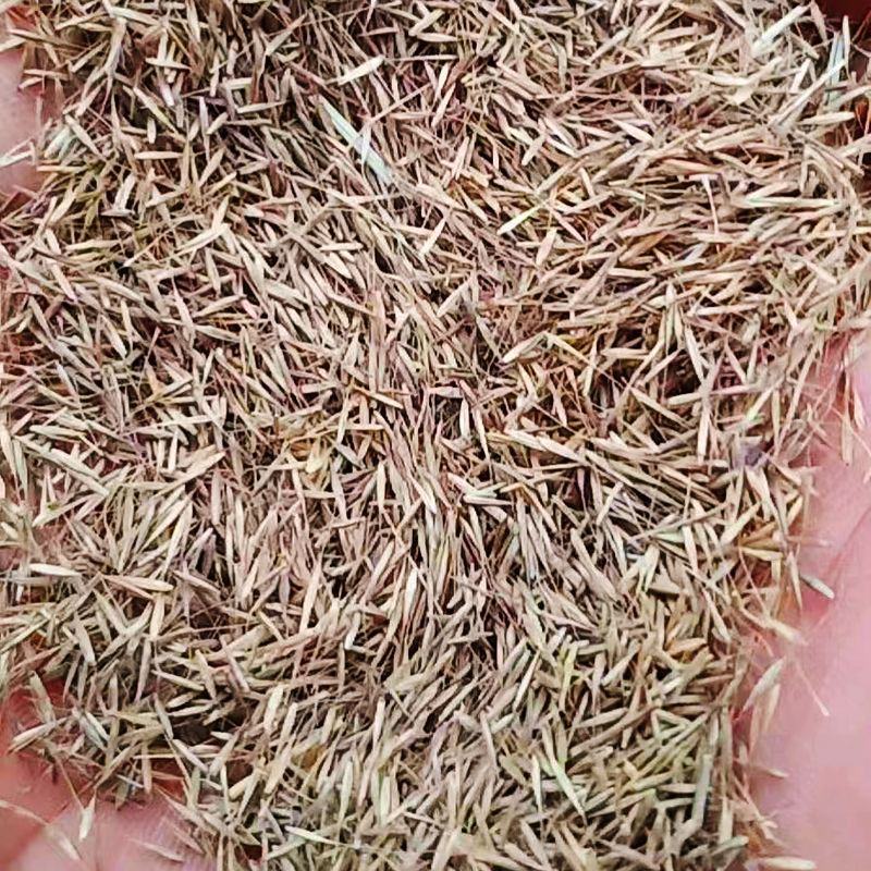 粉黛乱子草植株多年生观赏草毛芒乱子草种子粉米利草