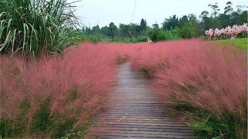 粉黛乱子草植株多年生观赏草毛芒乱子草种子粉米利草