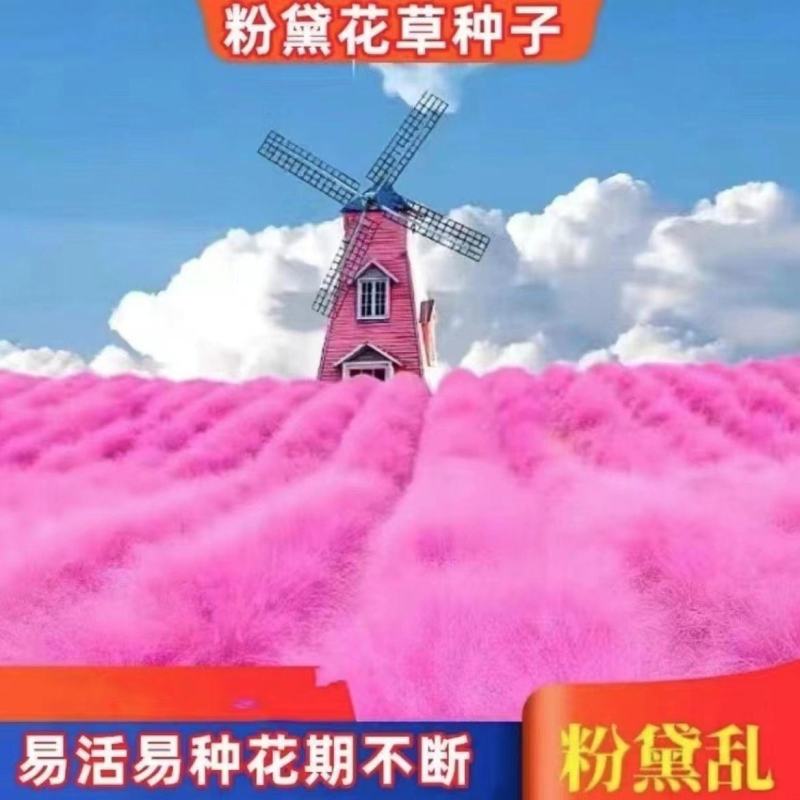 粉黛乱子草植株多年生观赏草毛芒乱子草种子粉米利草