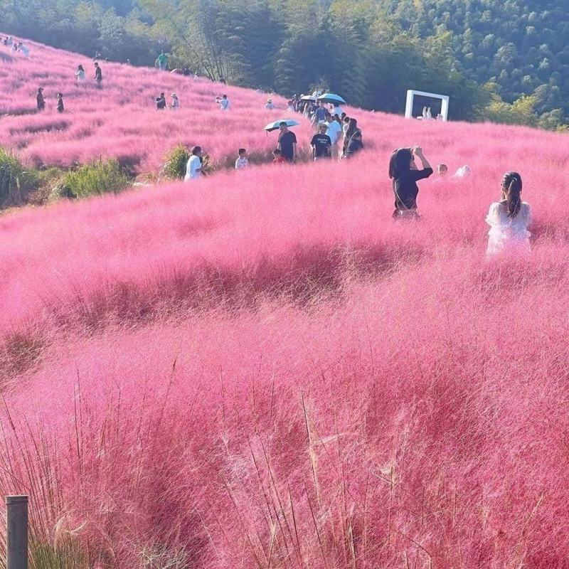 粉黛乱子草植株多年生观赏草毛芒乱子草种子粉米利草