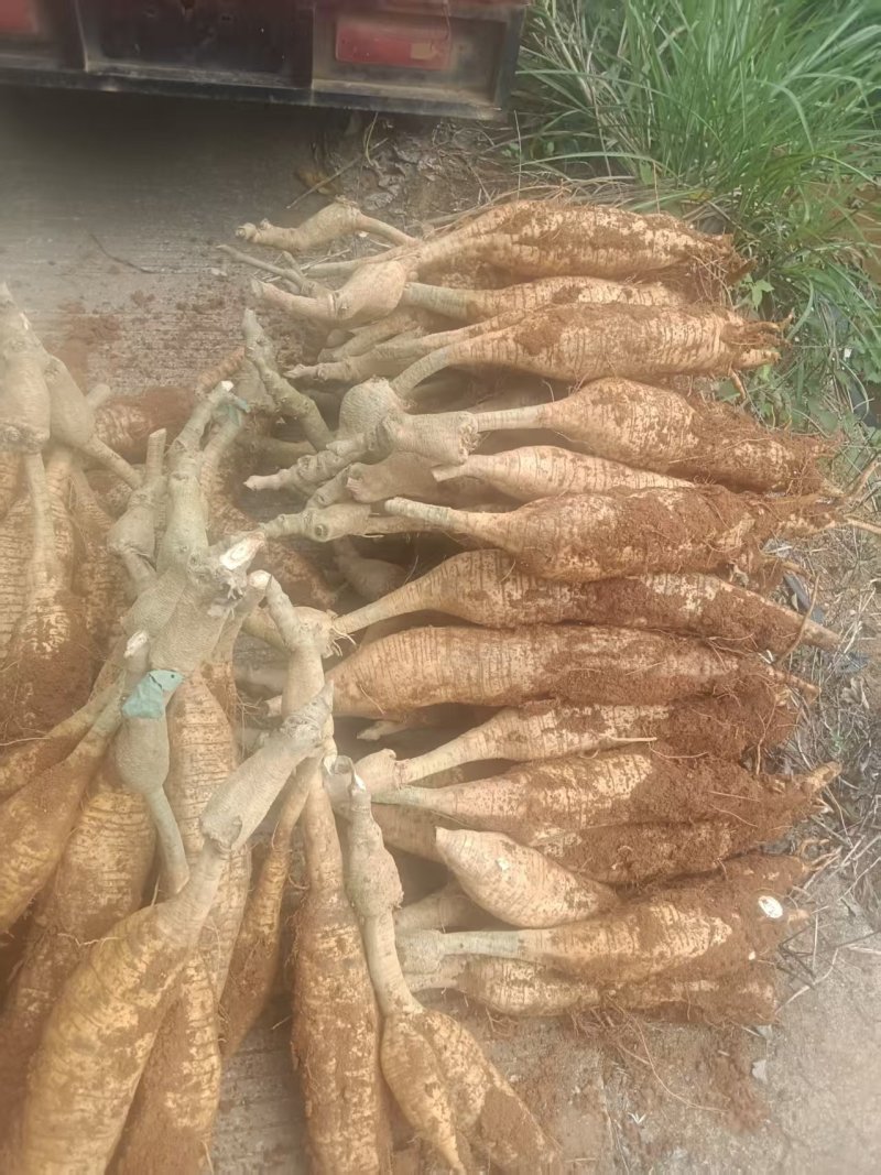 桂林葛根种植基地对接批发市场采购电商等