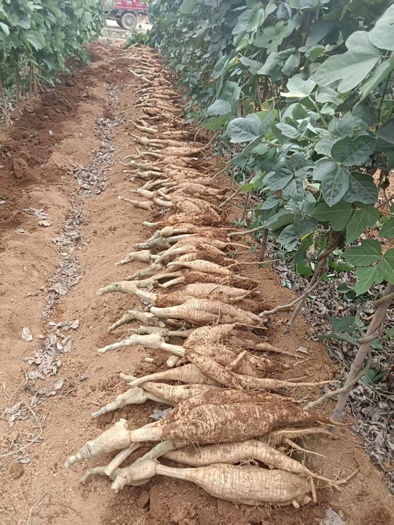 桂林葛根种植基地对接批发市场采购电商等