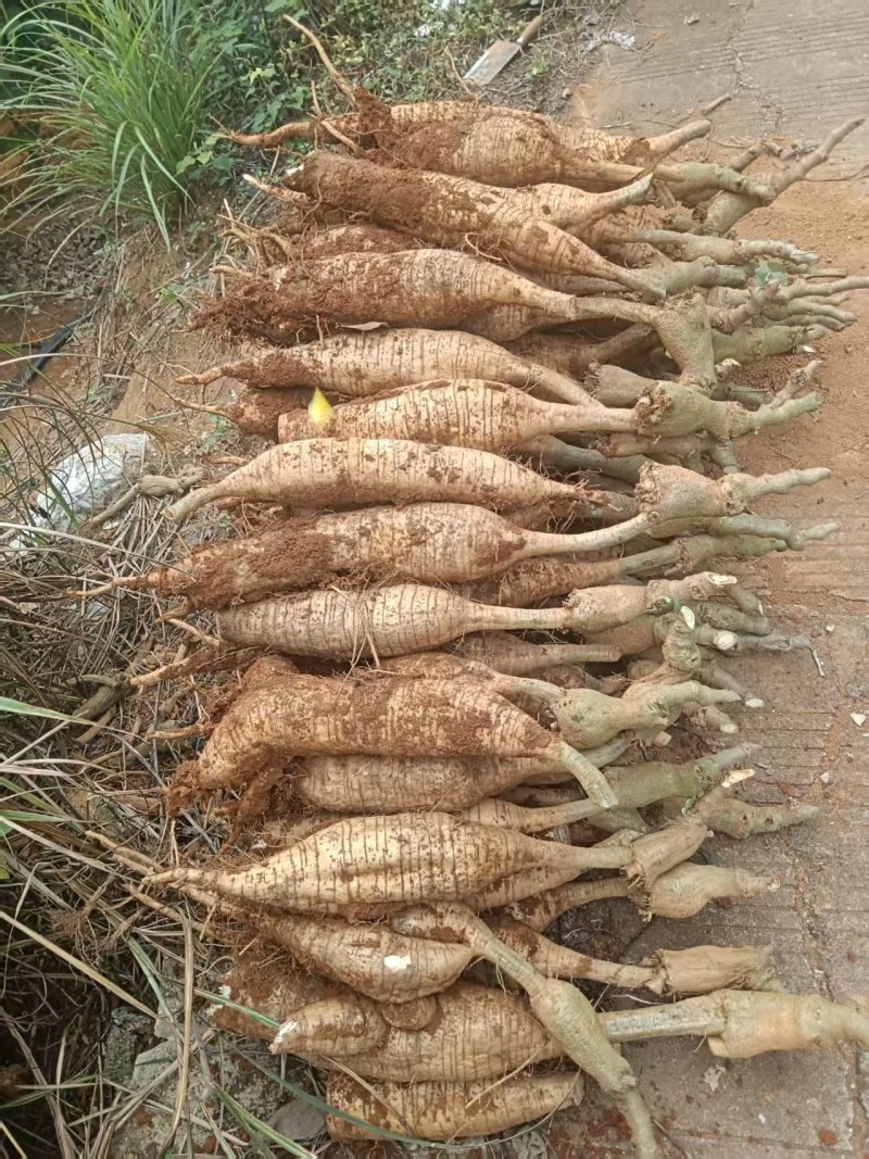 桂林葛根种植基地对接批发市场采购电商等