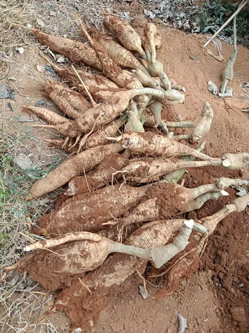 桂林葛根种植基地对接批发市场采购电商等