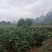 桂林葛根种植基地对接批发市场采购电商等