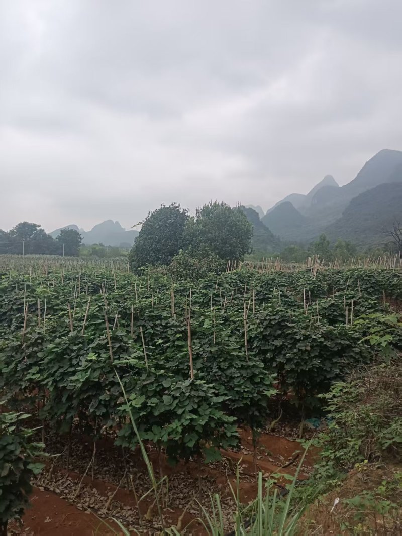 桂林葛根种植基地对接批发市场采购电商等