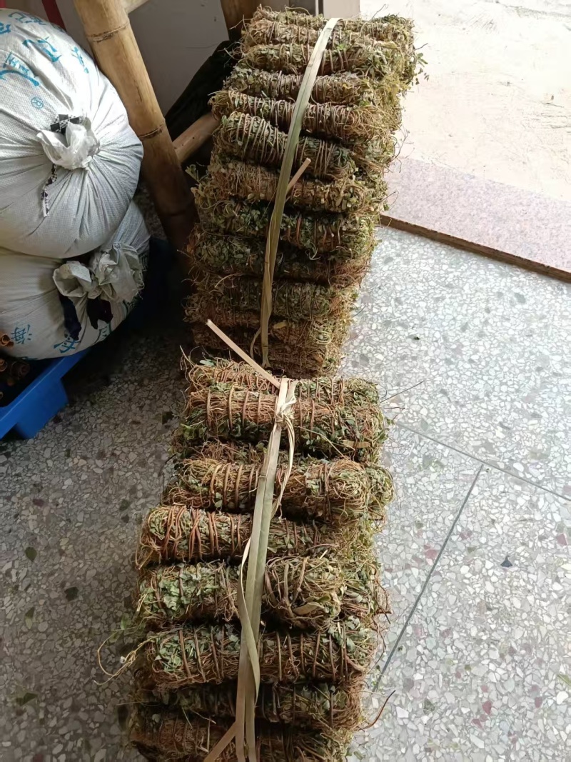 鸡骨草\野生鸡骨草\广东云浮直发\大量有货\对接全国采购