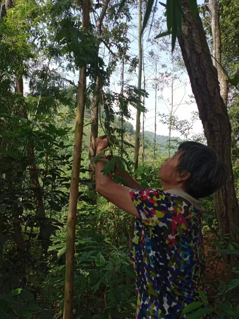 鸡骨草\野生鸡骨草\广东云浮直发\大量有货\对接全国采购