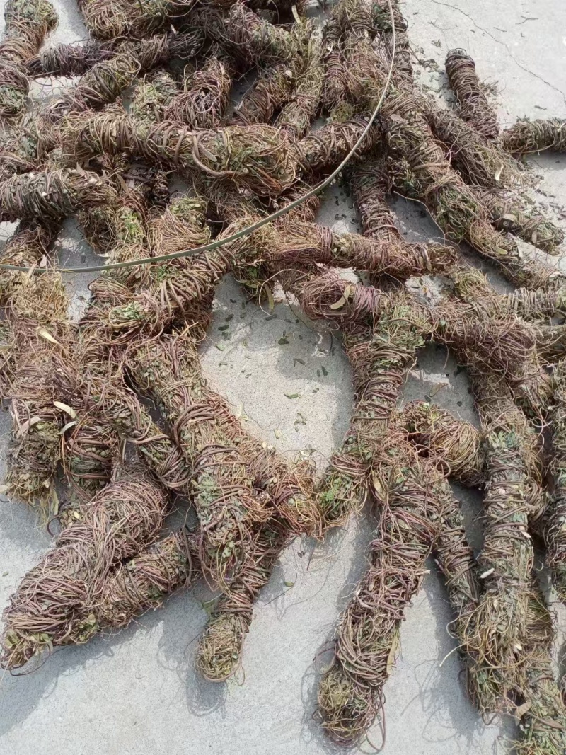 鸡骨草\野生鸡骨草\广东云浮直发\大量有货\对接全国采购
