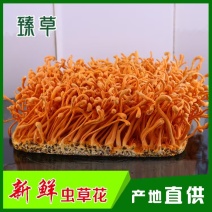 虫草花、食用菌虫草花大量有货，可视频看货，产地直发