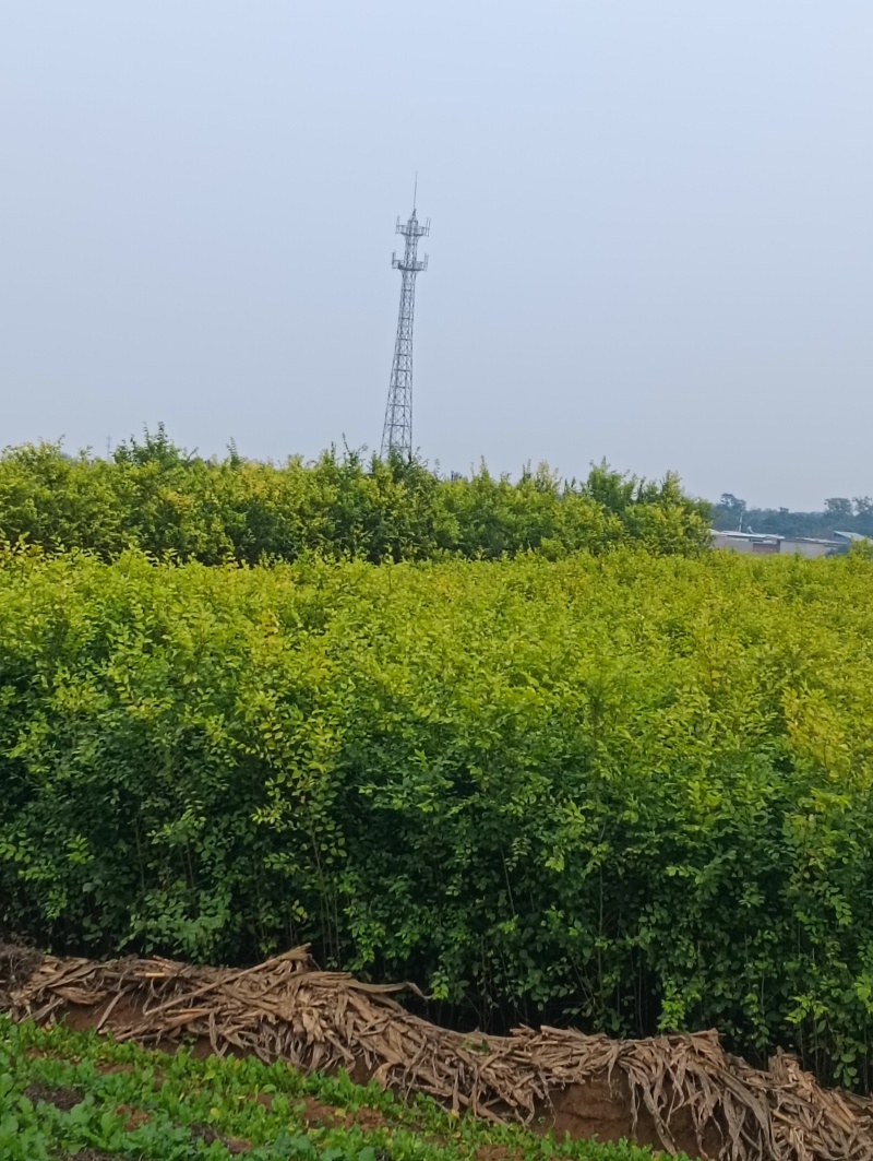 金叶榆产地直销金叶榆基地金叶榆批发嫁接金叶榆