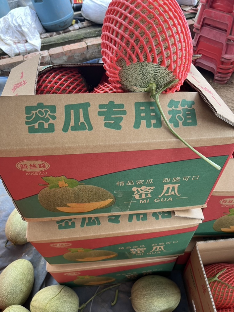 山东哈密瓜小蜜25号量大从优一手货源对接全国市场