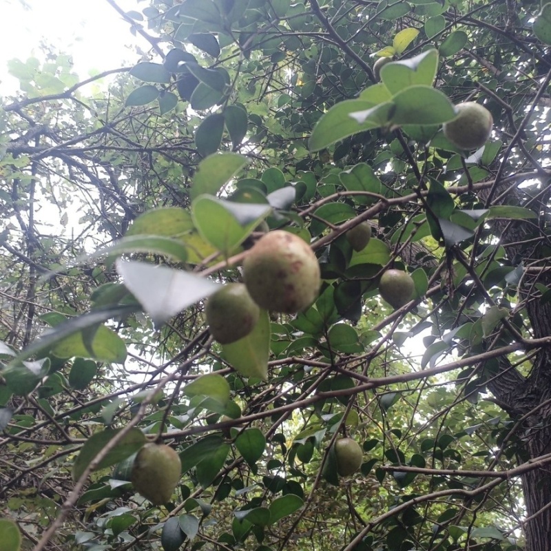 安徽产地山茶油果货源充足量大从优产地直发欢迎来电