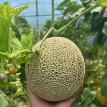 山东网纹瓜牛三蜜瓜产地直发量大从优对接全国商超