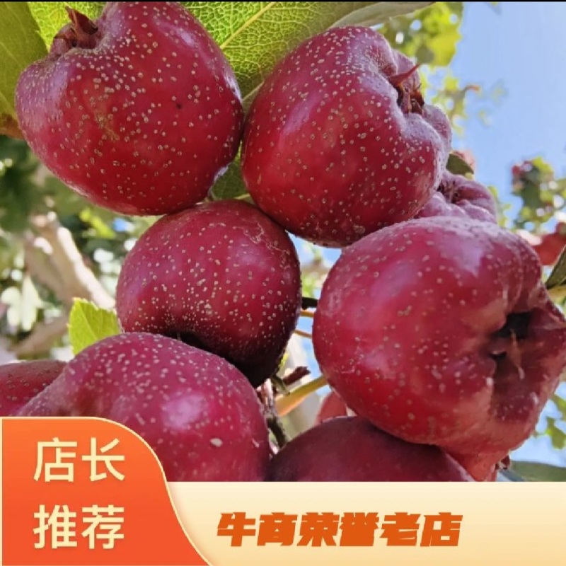 【产地】河北承德秋果铁山楂颜色鲜亮产地现摘一手货源