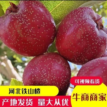 【产地】河北承德秋果铁山楂颜色鲜亮产地现摘一手货源