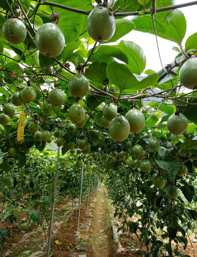 云南西双版纳欣密9号百香果，场地直销