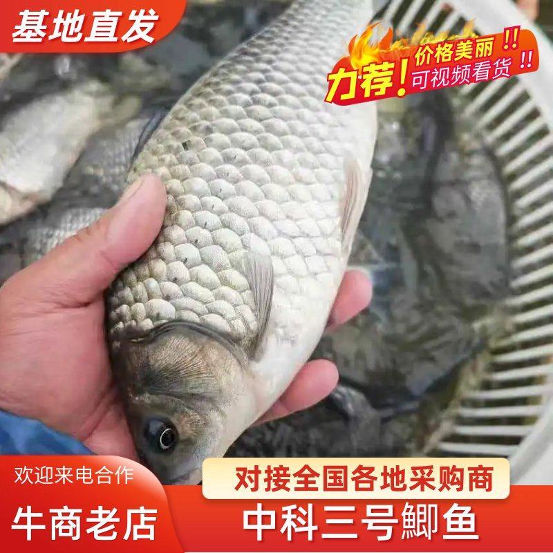 《热》精品垂钓鯽鱼中科麻鯽湘鯽鱼黄金鯽钓塘直供包运