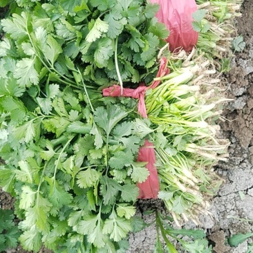 香菜