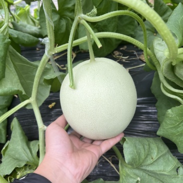 山东玉菇甜瓜一手货源量大从优对接全国市场商超