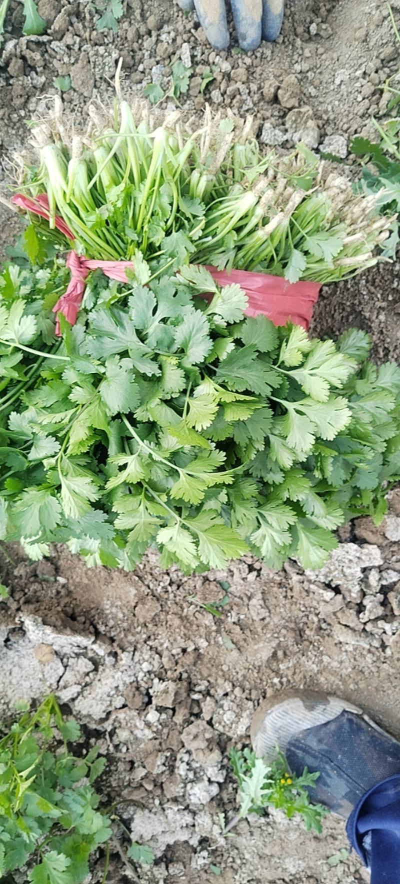 香菜