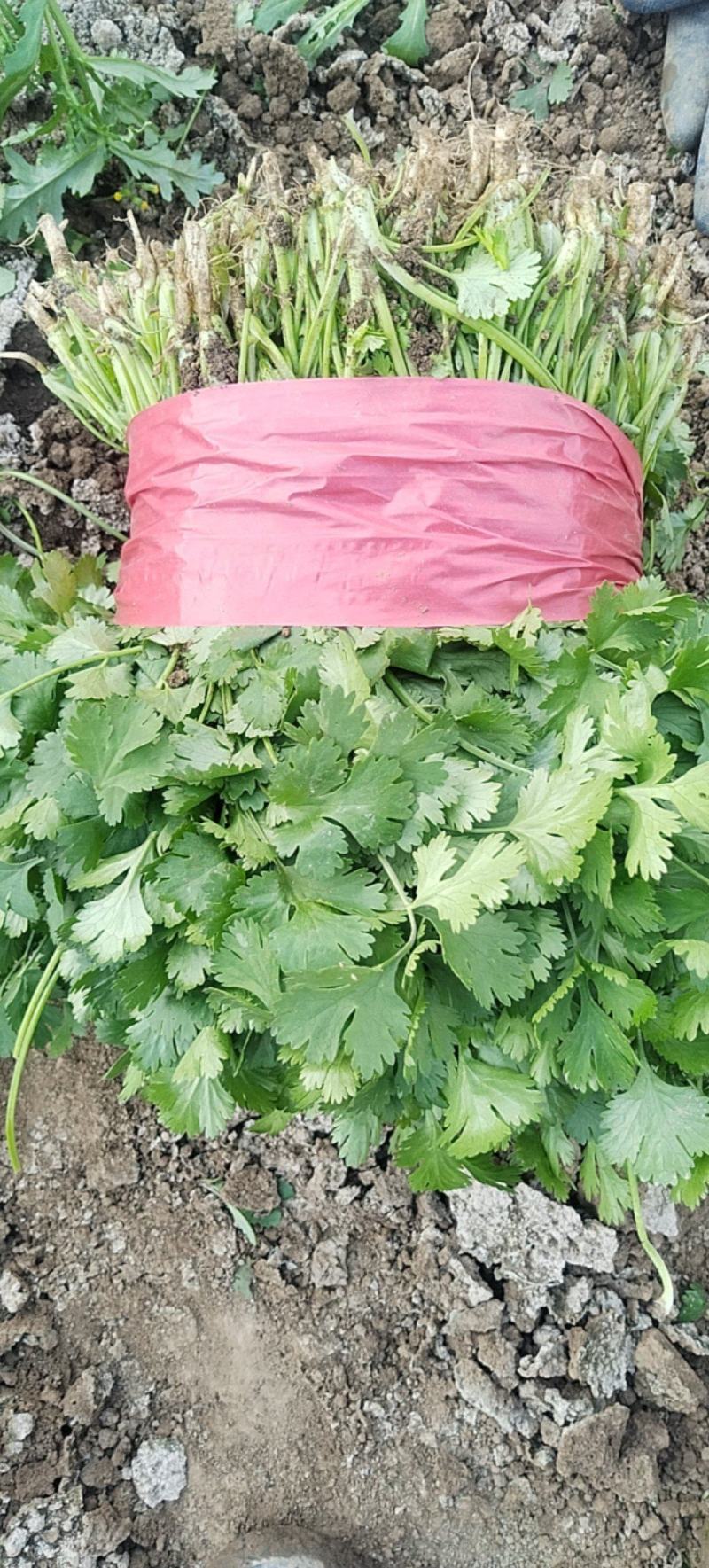 香菜