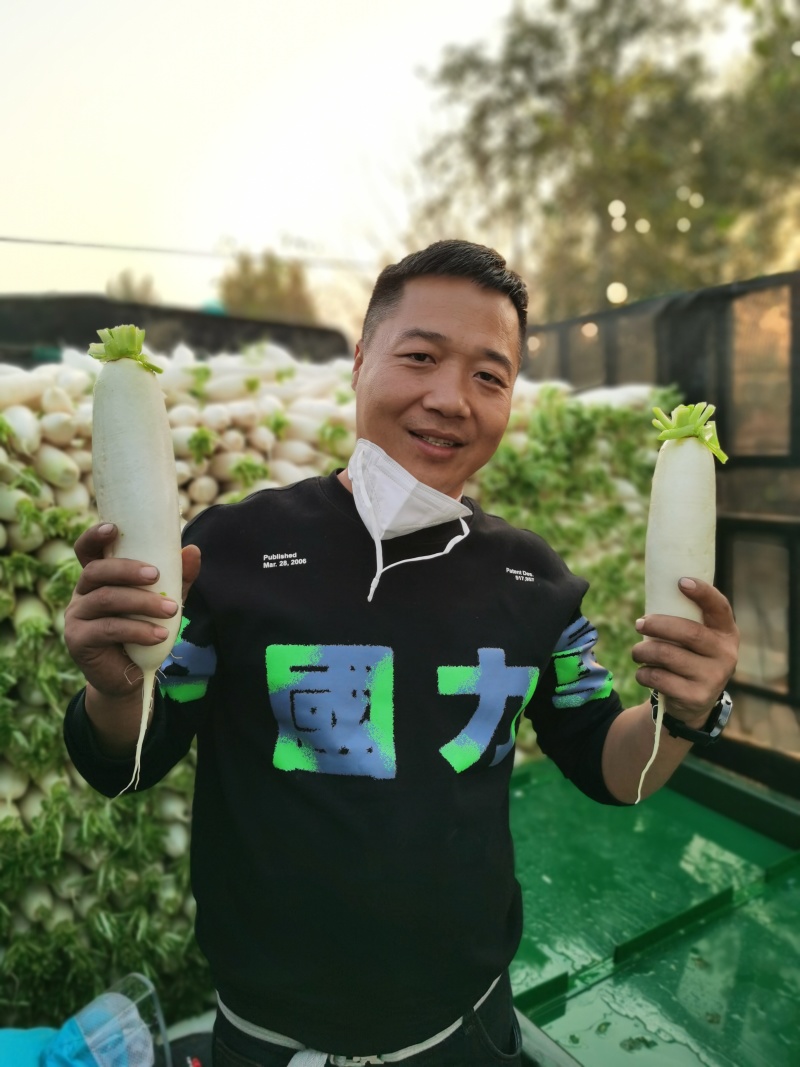 河北白萝卜萝卜产地货源代发全国！万亩白萝卜大量出货