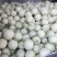 山东玉菇甜瓜一手货源量大从优对接全国市场商超