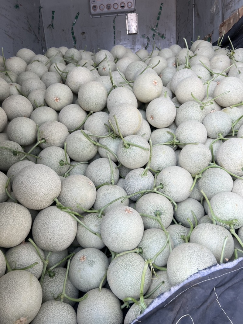 山东玉菇甜瓜一手货源量大从优对接全国市场商超
