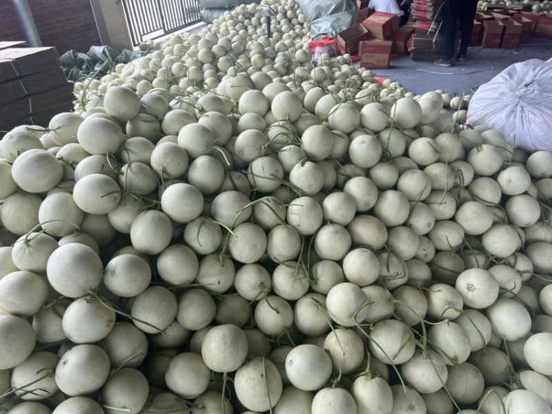 山东玉菇甜瓜一手货源量大从优对接全国市场商超