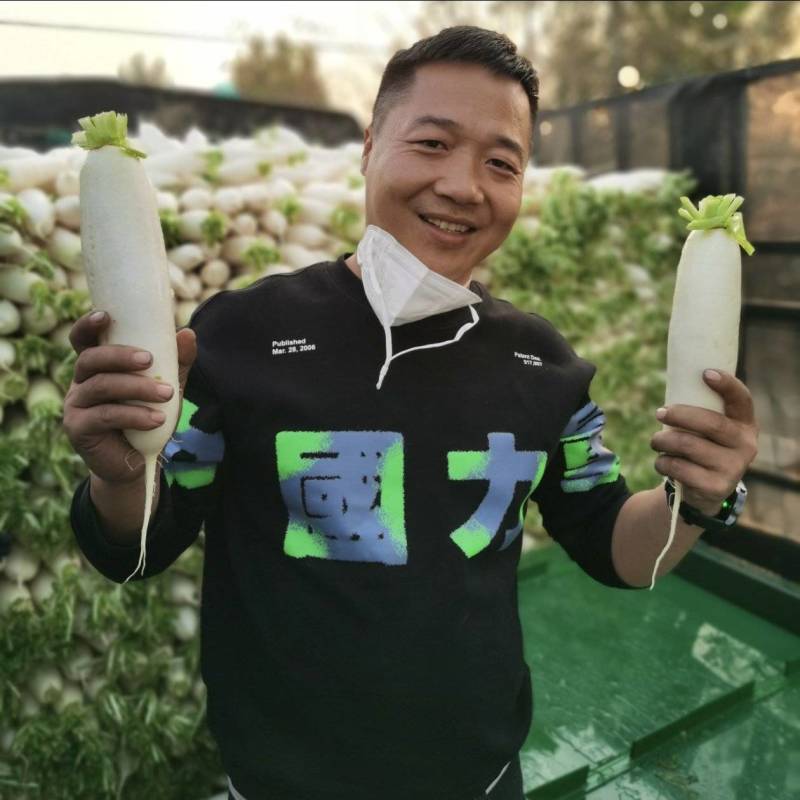 河北白萝卜萝卜产地货源代发全国！万亩白萝卜大量出货