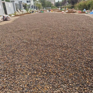 湖南野生山茶油仔茶籽茶枯饼百年老茶籽树果实