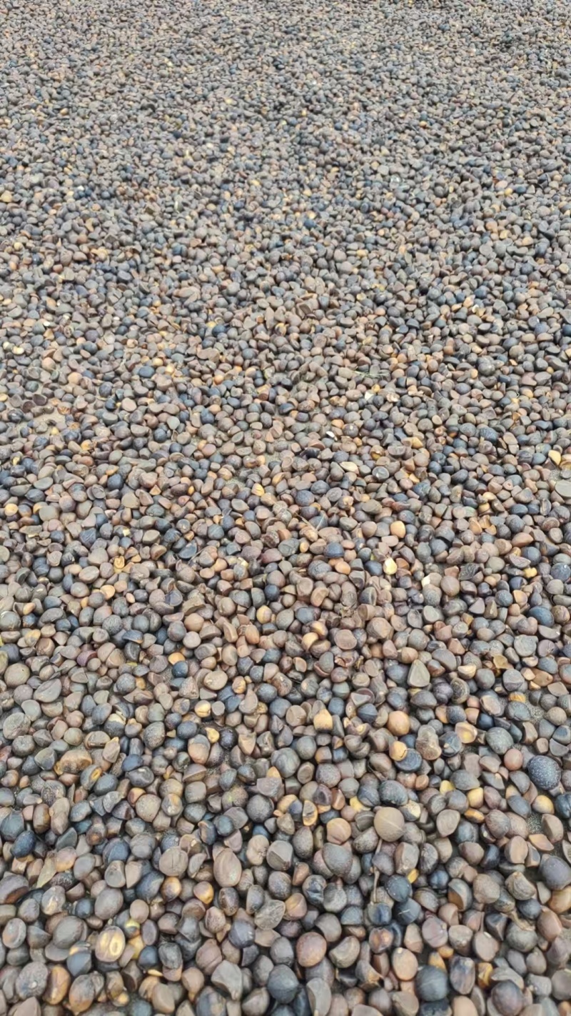 湖南野生山茶油仔茶籽茶枯饼百年老茶籽树果实
