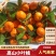 城固县高山小叶橘，皮超薄，味甘甜，精品好货