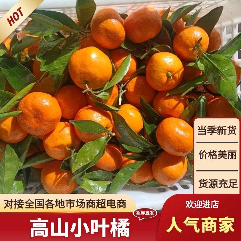城固县高山小叶橘，皮超薄，味甘甜，精品好货