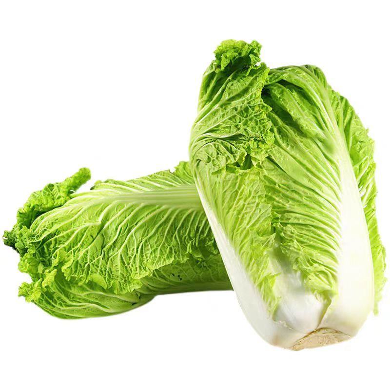 北京三号白菜/对接市场/加工厂/商超/欢迎来电洽谈价更优