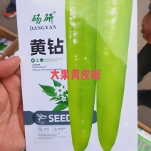 黄大果型杂交品种顺直采收期长口感好口感无渣中早熟