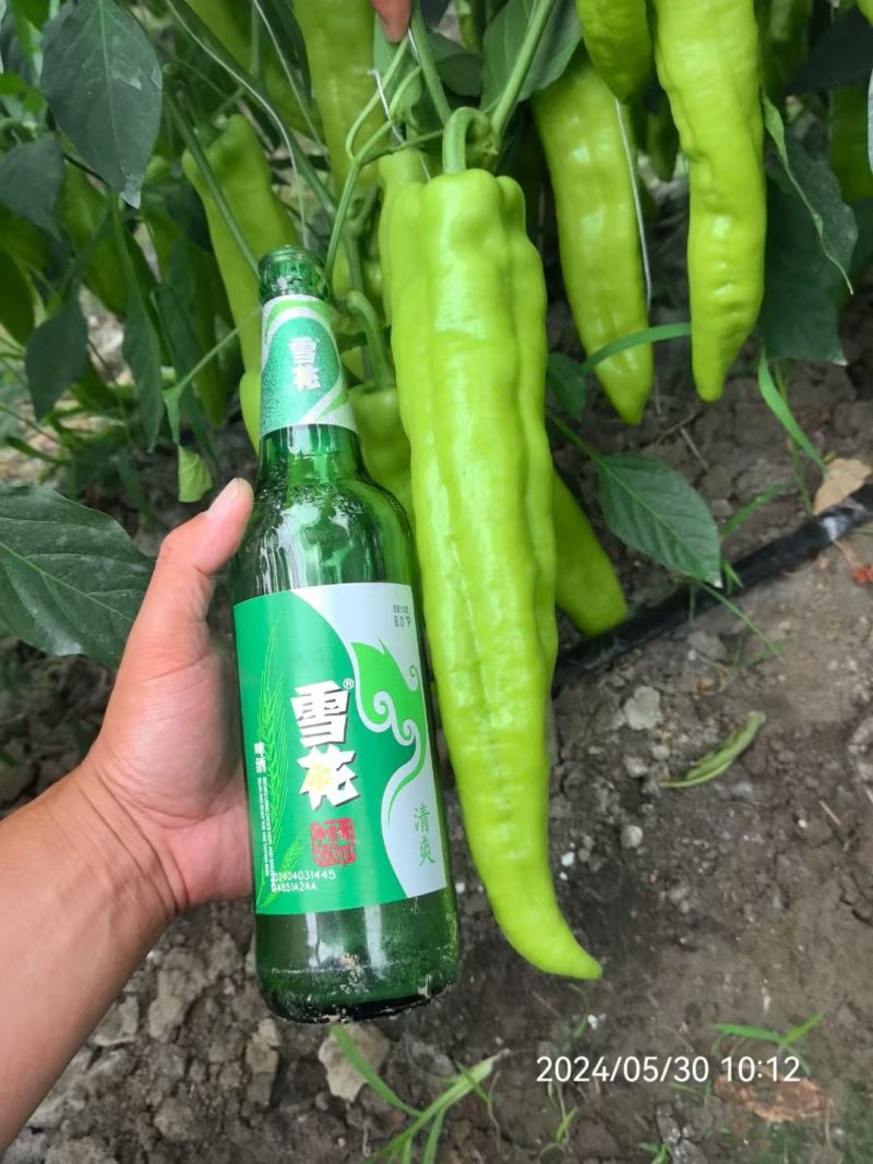 黄大果型杂交品种顺直采收期长口感好口感无渣中早熟
