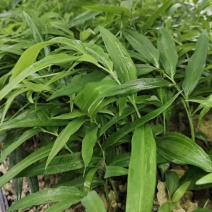 多花姜型倒苗甜黄精三年苗苗圃大量供货，品质好，产量高